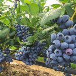 Blueberry Bunches Growing On Plant