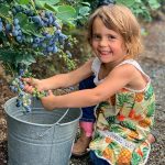 Our Granddaughter Picking Blueberries
